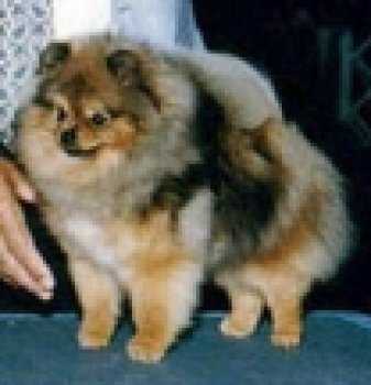 Janesa's Maxx-Factor | German Spitz 