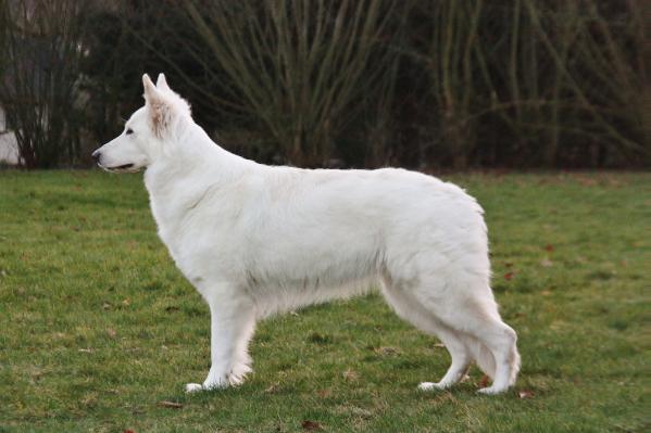 Royal Yaika of White Energy | White Swiss Shepherd Dog 