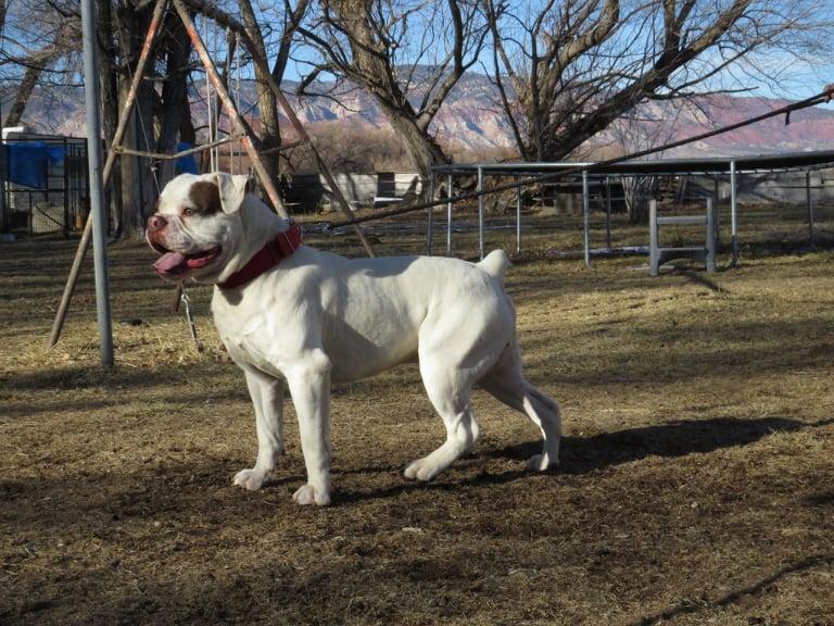 XSB's Ghost | Olde English Bulldogge 