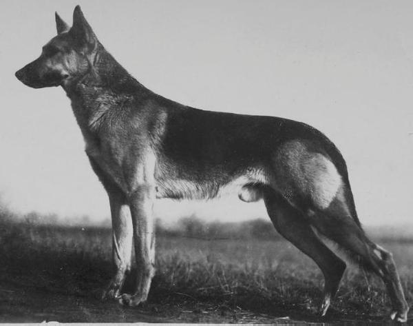 Harras von der Jüch | German Shepherd Dog 