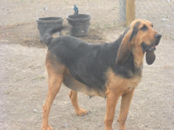 Scott's Little Wilma | Bloodhound 