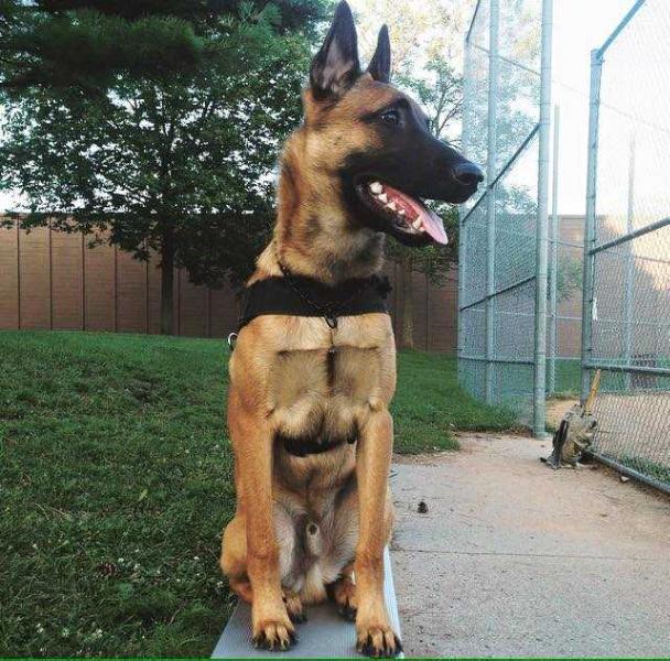 C'Theron Ha'ateed | Belgian Malinois 