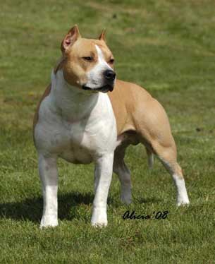 Alpine's Vintage Power Trip | American Staffordshire Terrier 