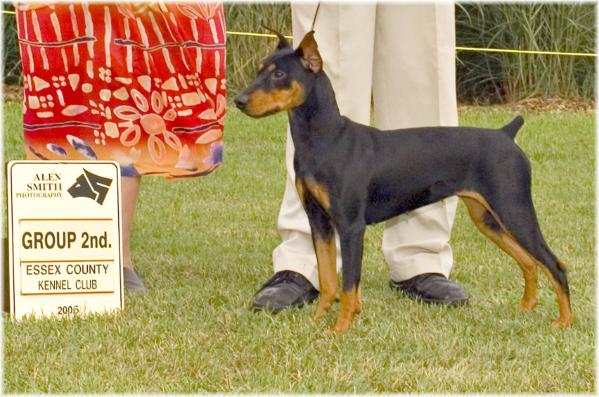 Jonik's Ivanna B Superlative | German Pinscher 