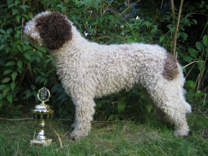 Zorrazo Zahara | Spanish Water Dog 