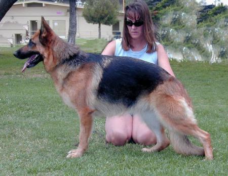 Inga vom Lundborg-Land | German Shepherd Dog 
