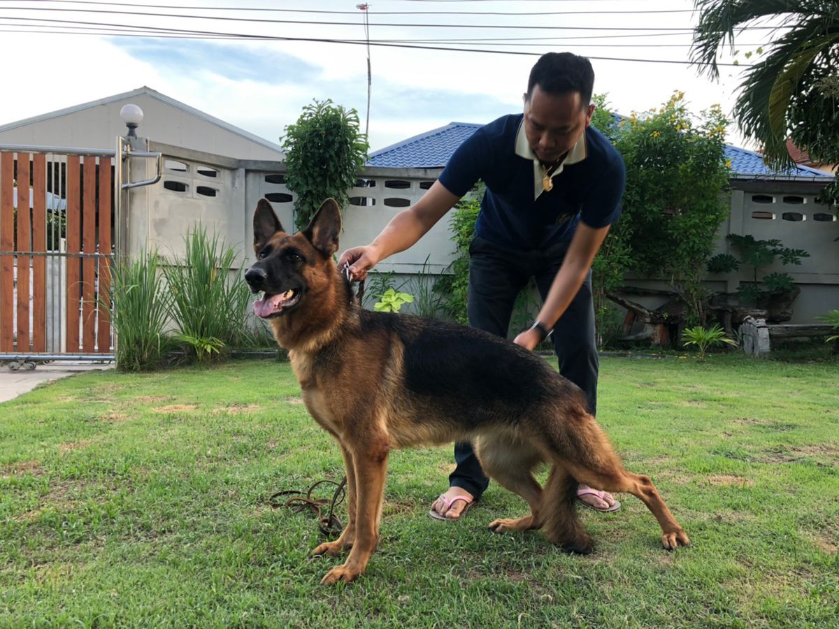 Desy vom Bundit Buriram | German Shepherd Dog 