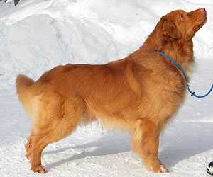 Nooper Star at Grezagords | Nova Scotia Duck Tolling Retriever 