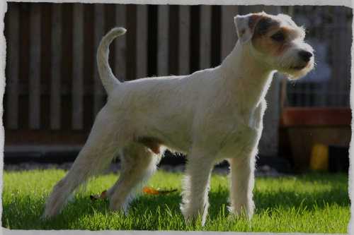 My Camelot Arthur | Parson Russell Terrier 