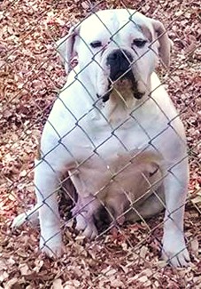 XtremeSouthernBulldog's layla of S.O.B.'s(AKA)Izzy | Olde English Bulldogge 