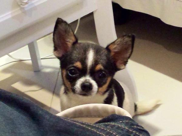 Fenixcia dos Bellhos Fados Del Panades | Chihuahua 