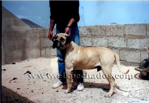 Kimbo | Perro de Presa Canario 