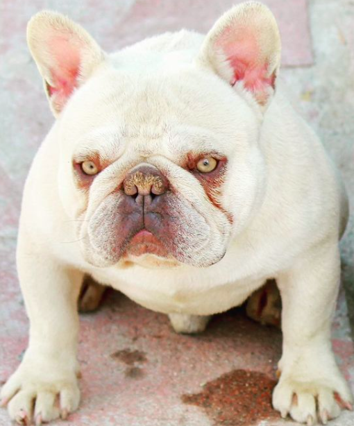 Pack Edge Yayo | French Bulldog 