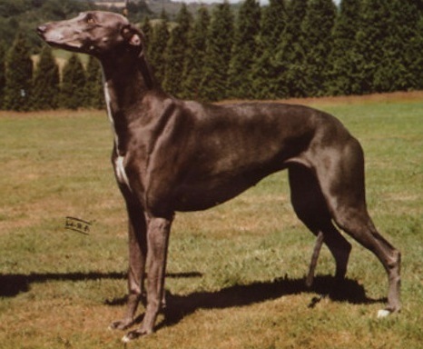 Shalfleet Sea Dancer | Greyhound  Shalfleet Sea Dancer | Greyhound