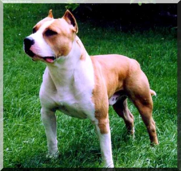 Pacific Blue sky u zeus | American Staffordshire Terrier 