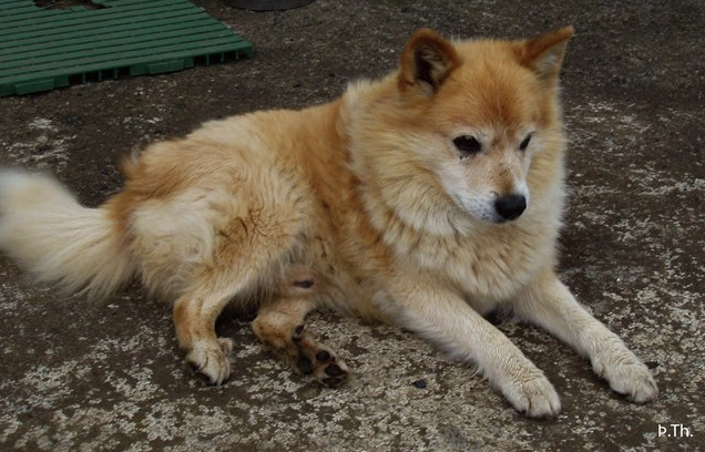 Snati frá Ólafsvöllum - IS07504/03 | Icelandic Sheepdog 