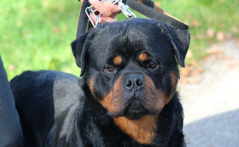 ZEPP BUOSO DA DOVARA 1 | Rottweiler 