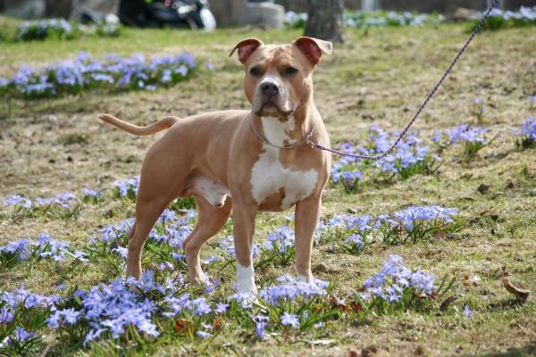 Diabolicstafs Caius Cassius | American Staffordshire Terrier 