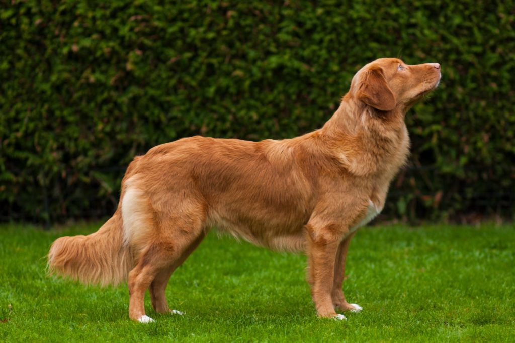 MAALARIGÅRDENS CATALINA AF RIDER | Nova Scotia Duck Tolling Retriever 