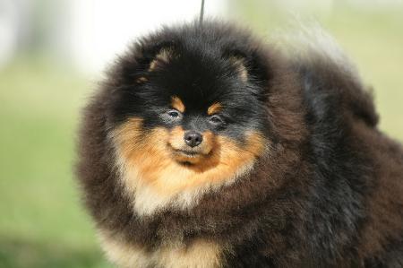 CNR's Fat Wiggly Fish | Pomeranian 