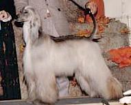 Kasban Claim To Fame | Afghan Hound 