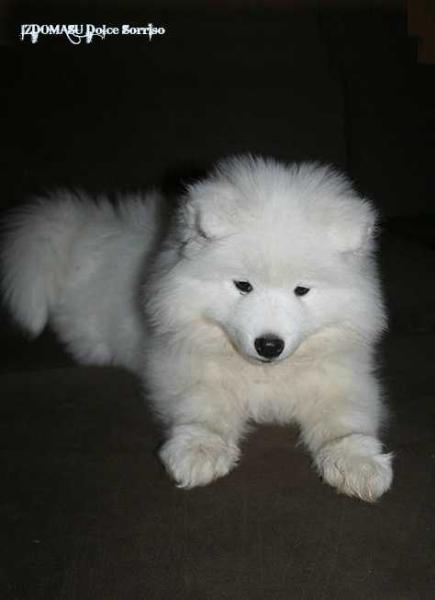 Izdomasu Dolce Sorriso | Samoyed 