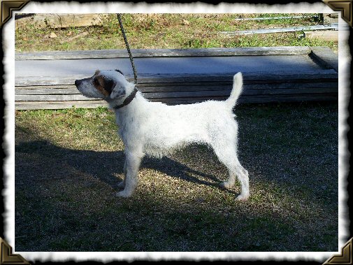 Point of View Flirt | Jack Russell Terrier 