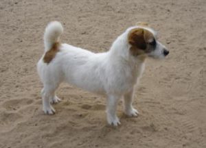 Zara de Alterrial | Jack Russell Terrier 