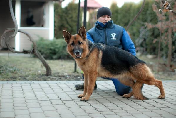 Deizy Von Sentinel | German Shepherd Dog 