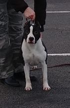 GrinNation Noble Halo Starry Night | American Staffordshire Terrier 