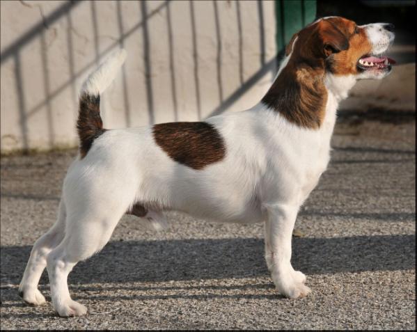 Granlasco Laurent Perrier | Jack Russell Terrier 