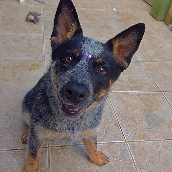 Jamaica do NVBK HEELER SELIVON | Australian Cattle Dog 