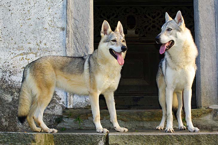 Czechoslovakian Vlcak