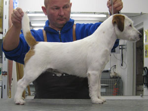 Kanix Mr. Wold | Jack Russell Terrier 