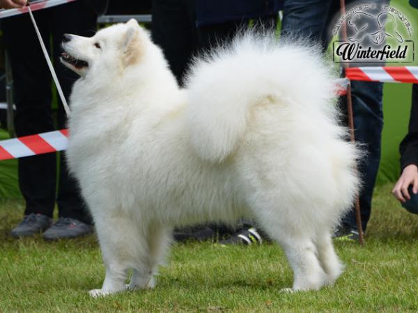 SISI LITTLE PRINCESS O'DEXTER Virta Valo FCI | Samoyed 