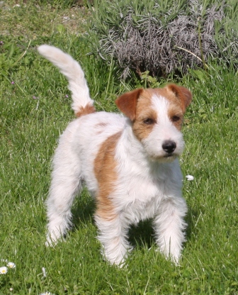 Granlasco H-Birkin | Jack Russell Terrier 