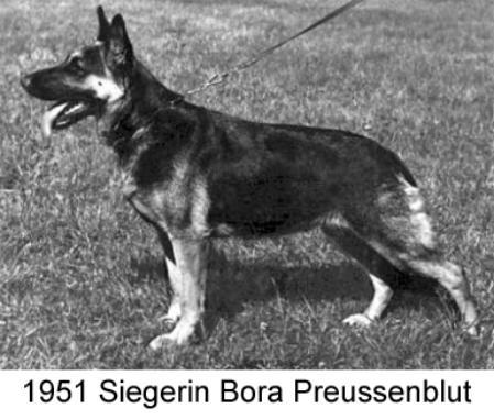 Bora Preußenblut | German Shepherd Dog 