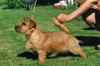 Mainly ZILLION  NEWS | Norfolk Terrier 