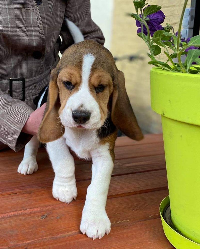 Miron Teren | Beagle 