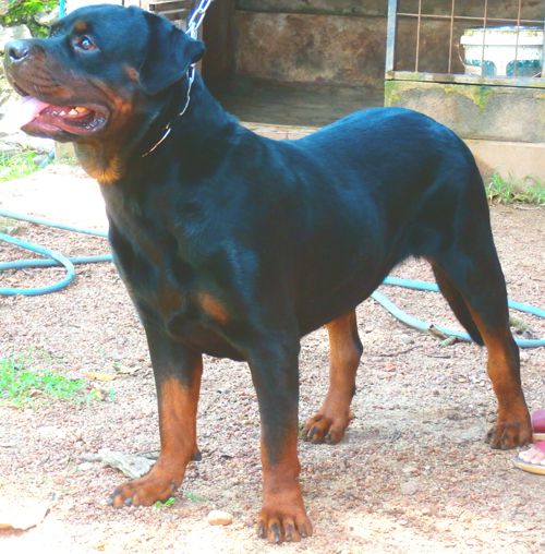 AKBO OF ARKENSTONE | Rottweiler 