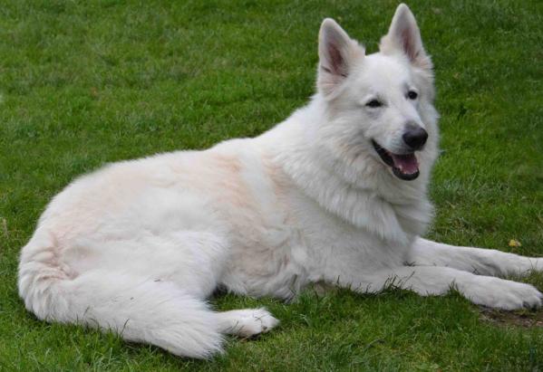 Quincy-Aiko of hells Angel | White Swiss Shepherd Dog 