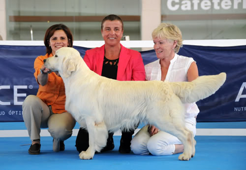 Baron of of Stanroph du Domaine des Rives de l'Erdre | Golden Retriever 