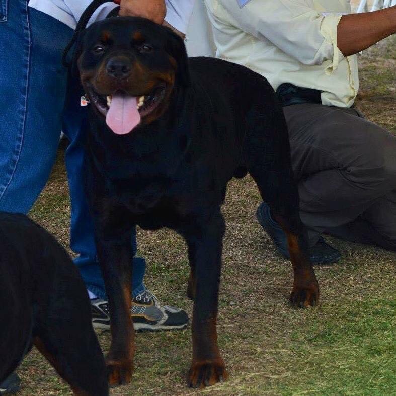 Greenwood's Parker | Rottweiler 