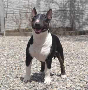 MOZART BLACK CHOKOLATE VENTURESOME | Miniature Bull Terrier 