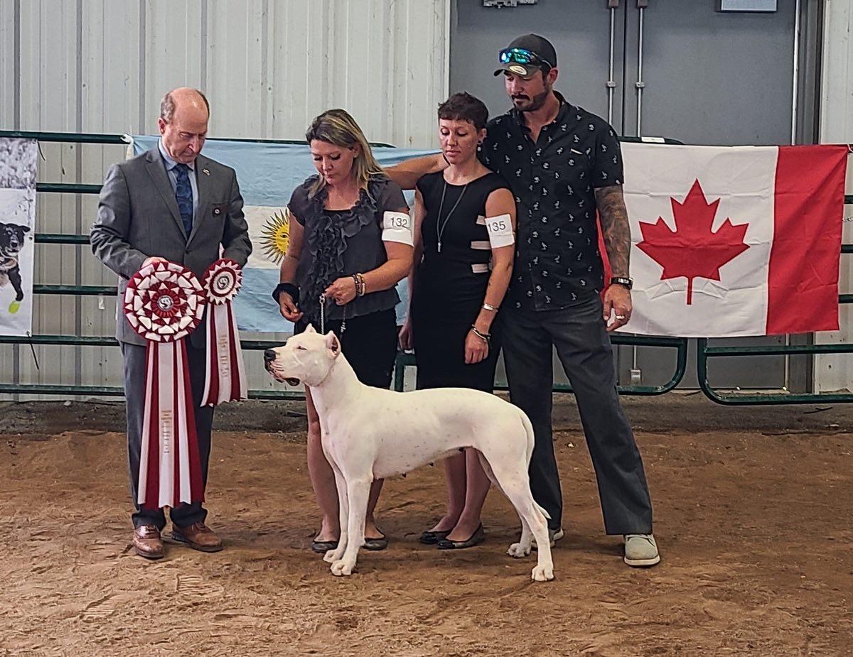 Valkyries Onyx | Argentine Dogo 