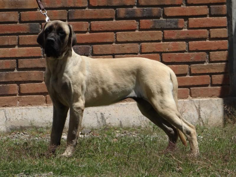 FANTASY SUNRICE (SANTIAGO) | Mastiff 