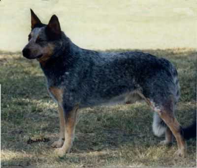 TURRELLA BLUE GUNSMOKE | Australian Cattle Dog 