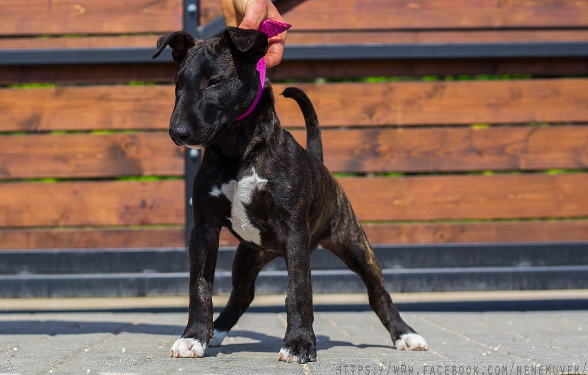 BBK'S Abigel | Bull Terrier 