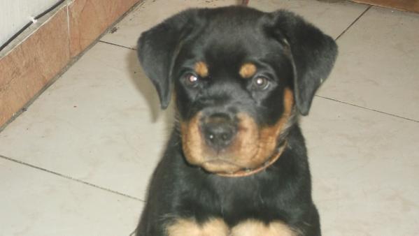 Reta | Rottweiler 