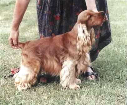 Cardamine Cardinal | English Cocker Spaniel 